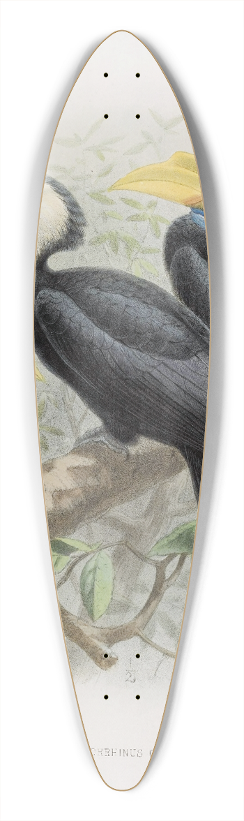 Daniel Giraud Elliot - Cranorrhinus corrugatus 39.3 inch art pintail longboard deck