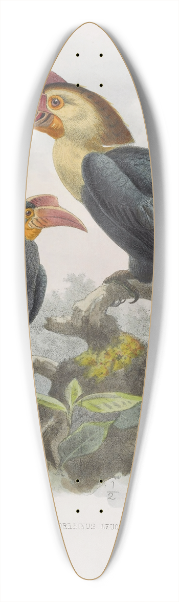 Daniel Giraud Elliot - Cranorrhinus leucocephalus 39.3 inch art pintail longboard deck