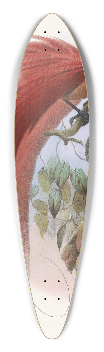 Daniel Giraud Elliot - Paradisea raggiana 39.3 inch art pintail longboard deck