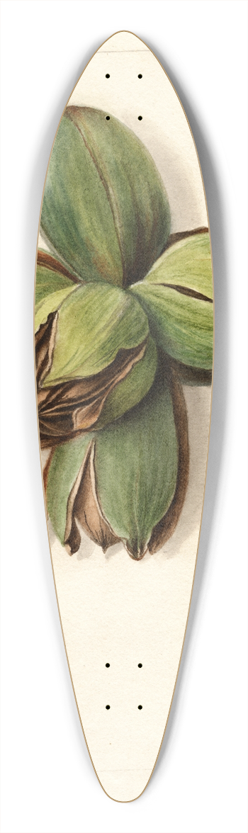 Deborah Griscom Passmore - Carya: Frotscher 39.3 inch art pintail longboard deck