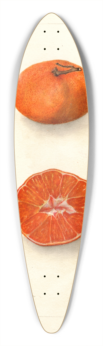 Deborah Griscom Passmore - Citrus sinensis: Early Un-Shu 39.3 inch art pintail longboard deck