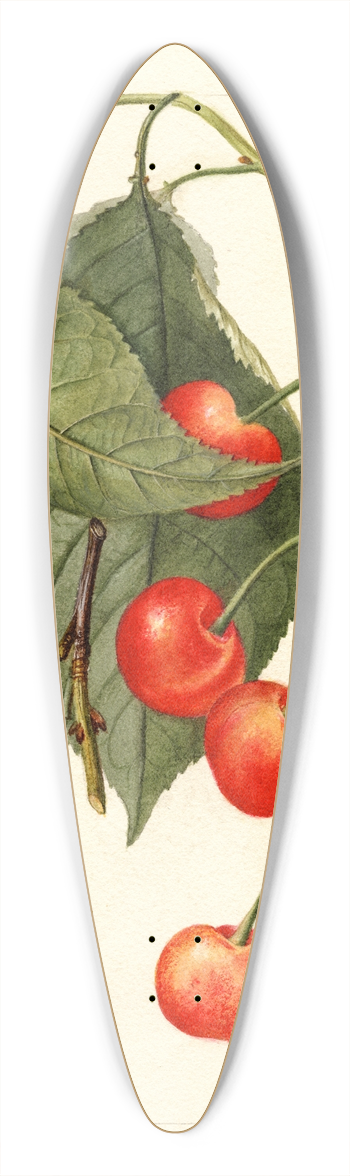 Deborah Griscom Passmore - Prunus avium: Rupp 39.3 inch art pintail longboard deck