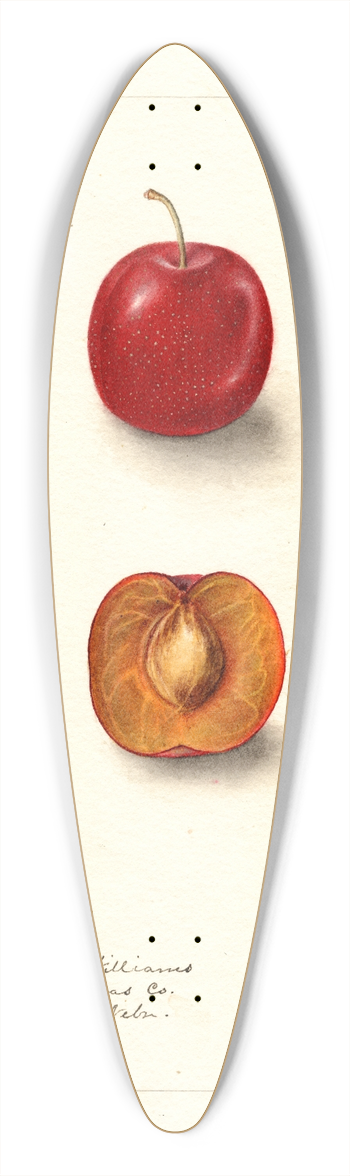 Deborah Griscom Passmore - Prunus domestica: Forewattamie 39.3 inch art pintail longboard deck