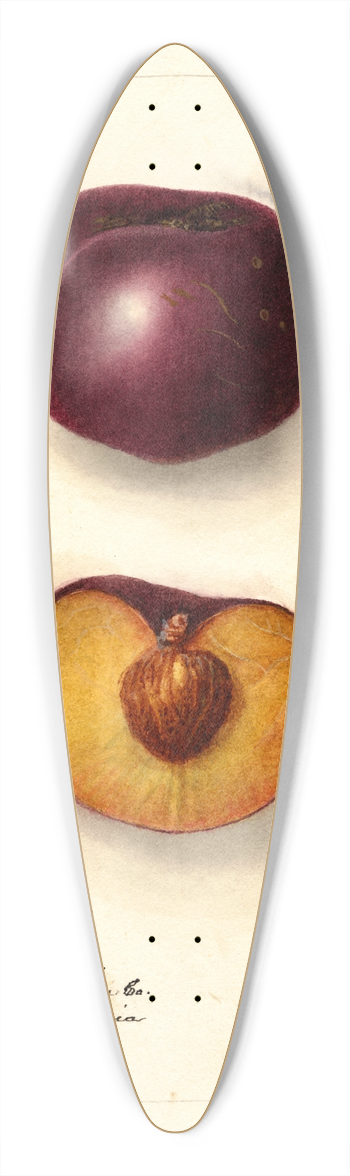 Deborah Griscom Passmore - Prunus domestica: Simon 39.3 inch art pintail longboard deck