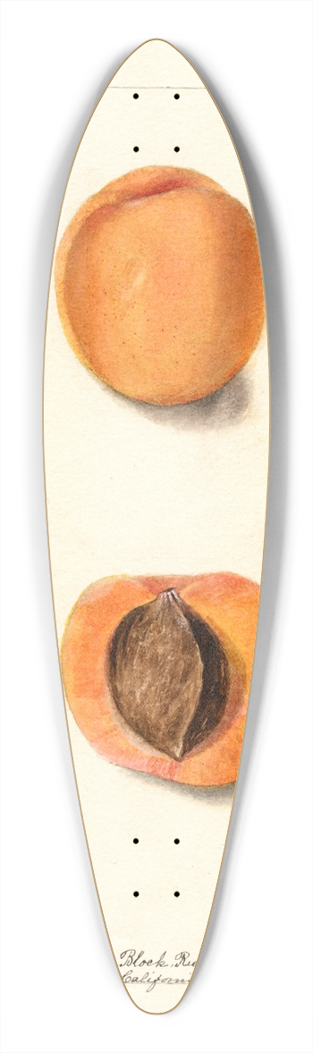 Deborah Griscom Passmore - Prunus mume: Coles Hemskirk 39.3 inch art pintail longboard deck