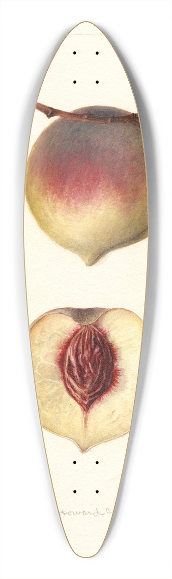 Deborah Griscom Passmore - Prunus persica: Rodgers 39.3 inch art pintail longboard deck