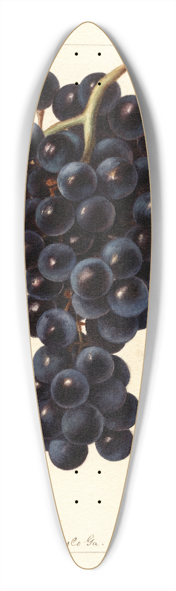 Deborah Griscom Passmore - Vitis: Superb 39.3 inch art pintail longboard deck