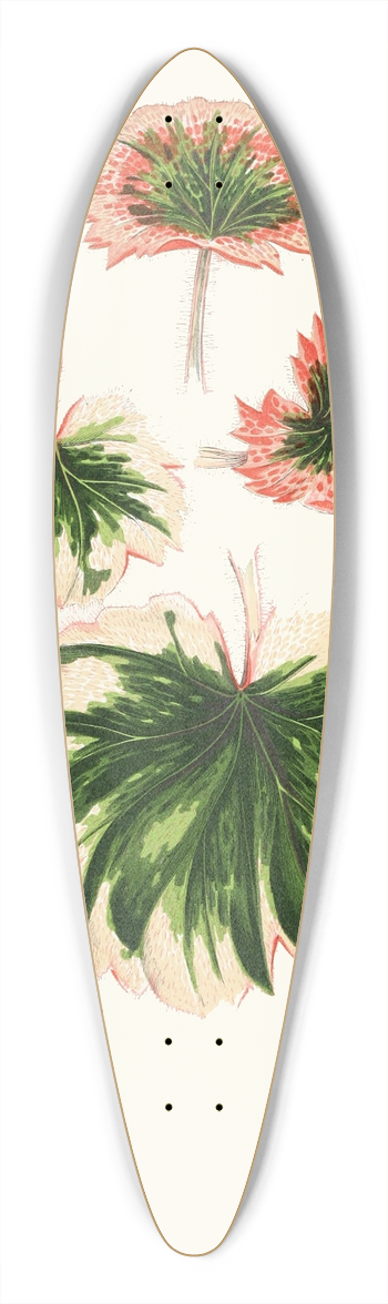 Edward Joseph Lowe - Saxifraga Fortunei 39.3 inch art pintail longboard deck