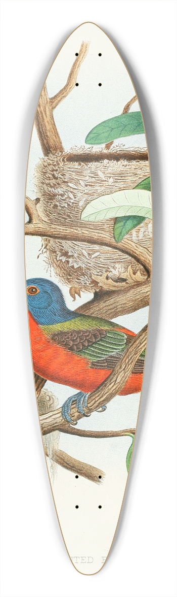 Edwin L. Sheppard - Painted Bunting 39.3 inch art pintail longboard deck