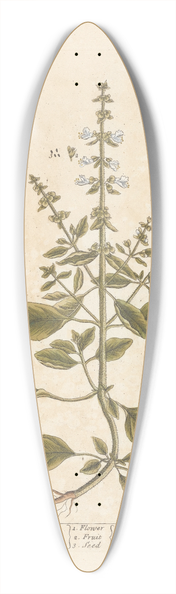 Elizabeth Blackwell - Basil 39.3 inch art pintail longboard deck