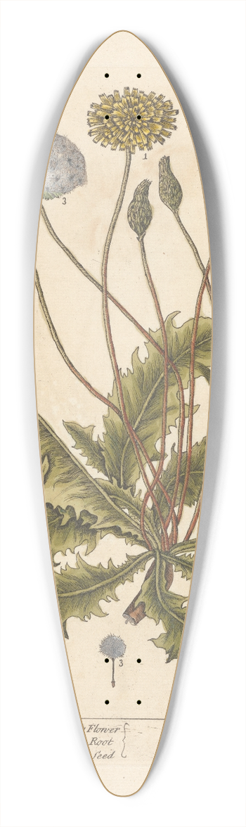 Elizabeth Blackwell - Dandelion 39.3 inch art pintail longboard deck