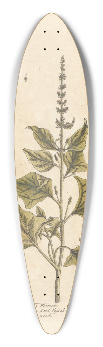 Elizabeth Blackwell - English mercury 39.3 inch art pintail longboard deck