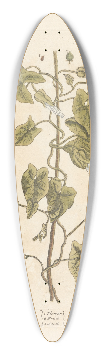 Elizabeth Blackwell - Great bindweed 39.3 inch art pintail longboard deck