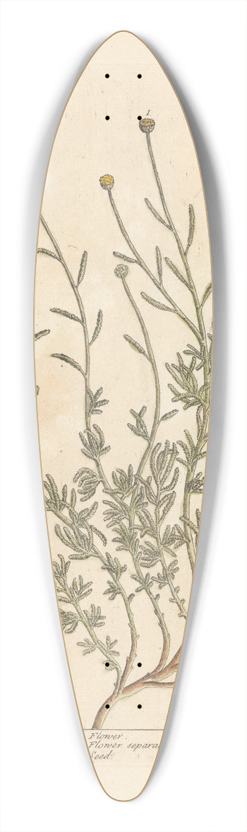 Elizabeth Blackwell - Lavender cotton 39.3 inch art pintail longboard deck