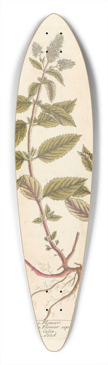 Elizabeth Blackwell - Pepper mint 39.3 inch art pintail longboard deck