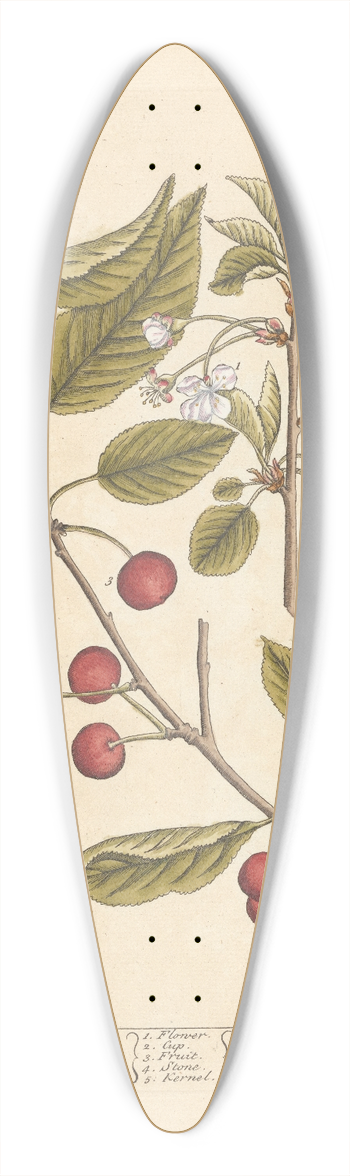 Elizabeth Blackwell - Red cherry 39.3 inch art pintail longboard deck