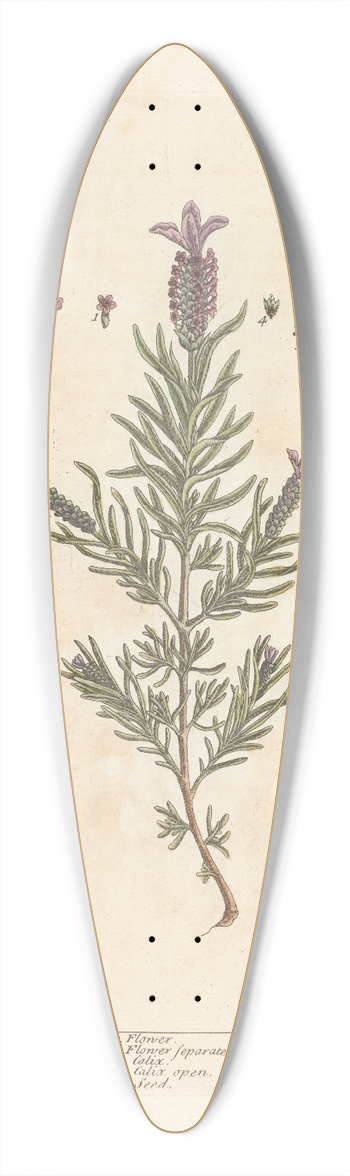 Elizabeth Blackwell - Stechas, or French lavender 39.3 inch art pintail longboard deck