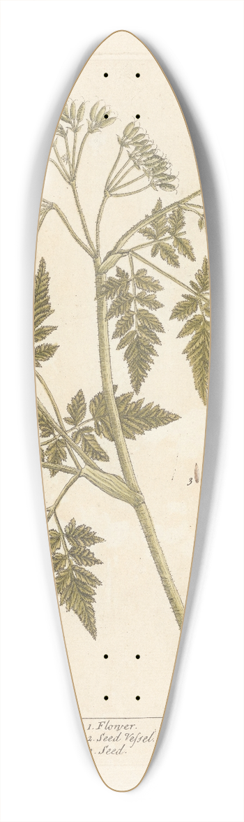 Elizabeth Blackwell - Sweet cicely 39.3 inch art pintail longboard deck