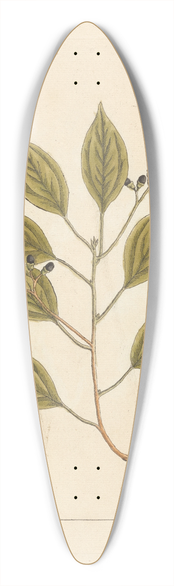 Elizabeth Blackwell - The camphire tree 39.3 inch art pintail longboard deck