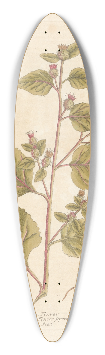 Elizabeth Blackwell - The great burdock 39.3 inch art pintail longboard deck