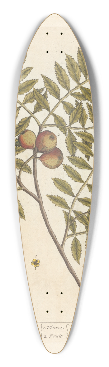 Elizabeth Blackwell - The manurd service tree 39.3 inch art pintail longboard deck