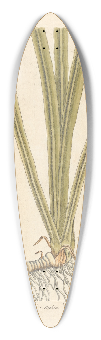 Elizabeth Blackwell - The true acorus 39.3 inch art pintail longboard deck