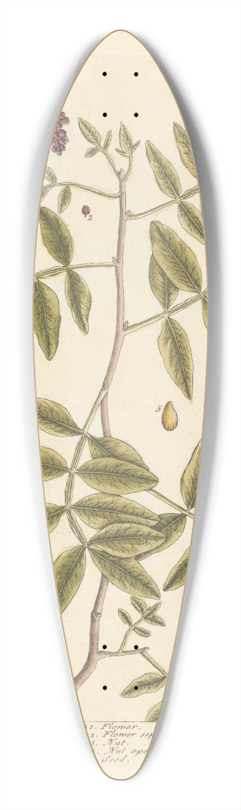 Elizabeth Blackwell - The turpentine tree 39.3 inch art pintail longboard deck