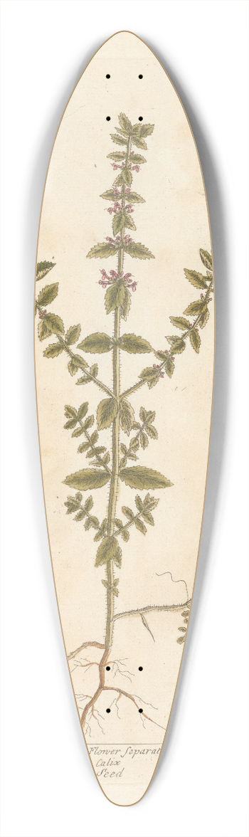 Elizabeth Blackwell - Water calamint 39.3 inch art pintail longboard deck