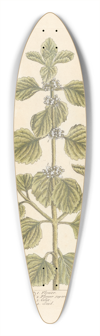 Elizabeth Blackwell - White horehound 39.3 inch art pintail longboard deck