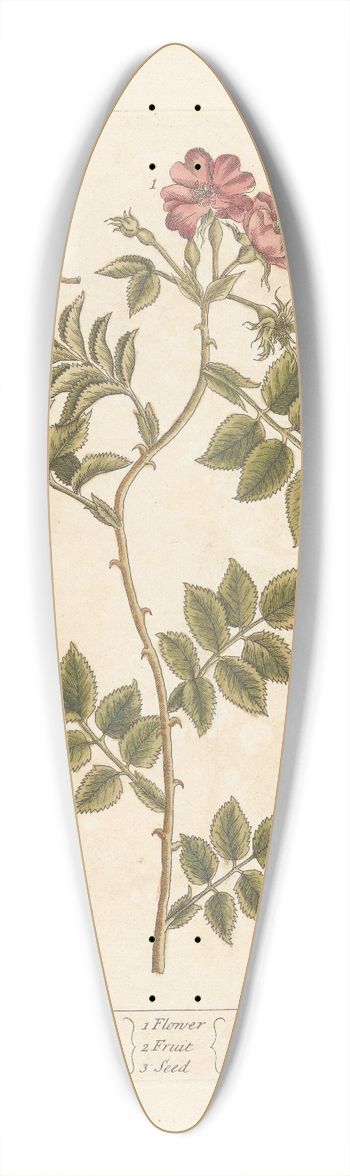 Elizabeth Blackwell - Wild rose 39.3 inch art pintail longboard deck