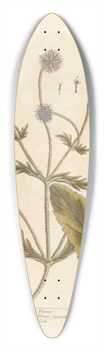 Elizabeth Blackwell - Wild scabious 39.3 inch art pintail longboard deck