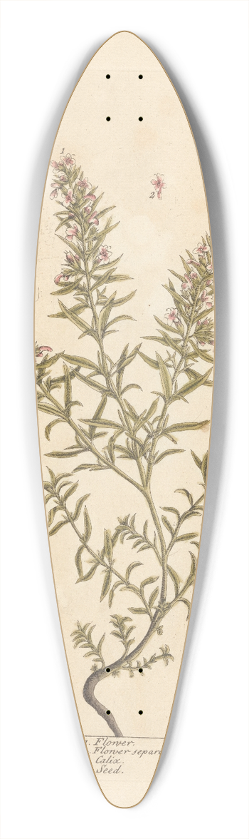 Elizabeth Blackwell - Winter savory 39.3 inch art pintail longboard deck