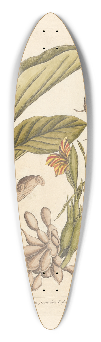Elizabeth Blackwell - Zedoary 39.3 inch art pintail longboard deck