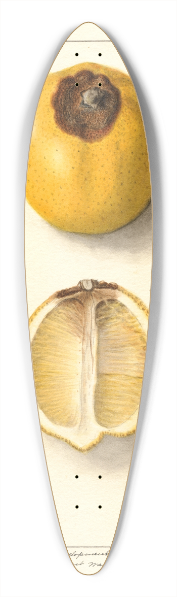 Ellen Isham Schutt - Citrus limon 39.3 inch art pintail longboard deck