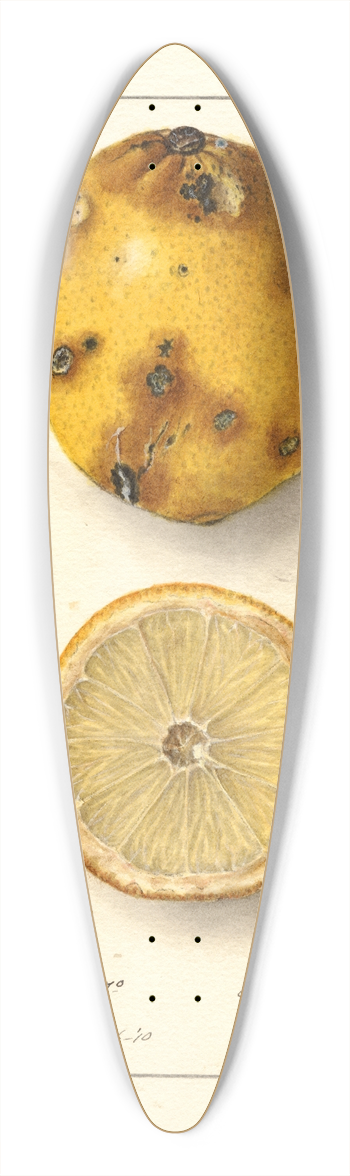 Ellen Isham Schutt - Citrus limon: Fresh Yellow 39.3 inch art pintail longboard deck