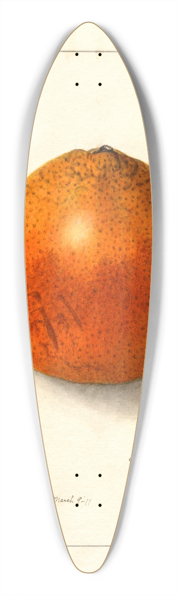 Ellen Isham Schutt - Citrus sinensis 39.3 inch art pintail longboard deck