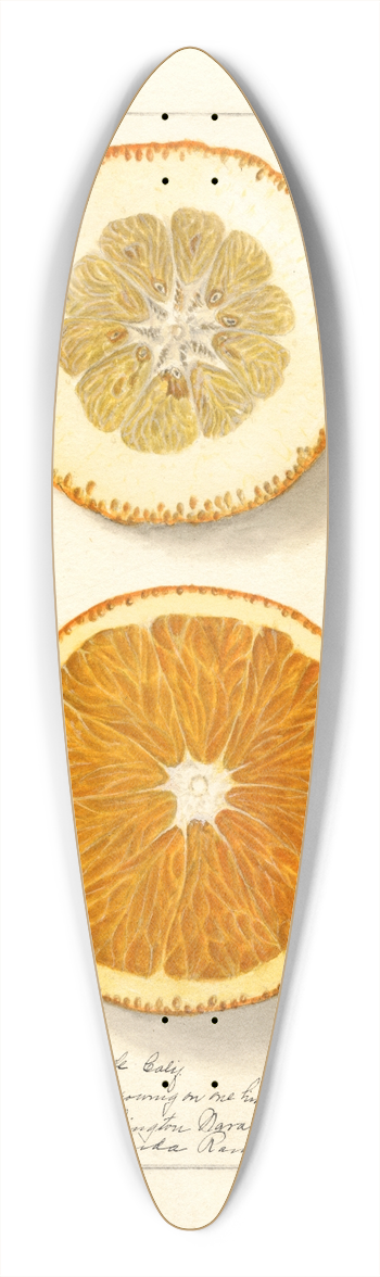 Ellen Isham Schutt - Citrus sinensis: Washington Navel 39.3 inch art pintail longboard deck