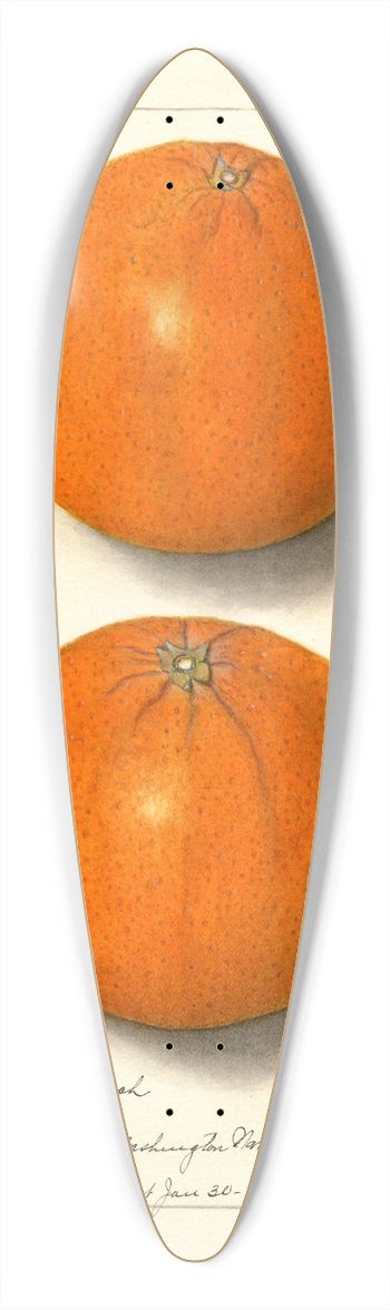 Ellen Isham Schutt - Citrus sinensis: Washington Navel 39.3 inch art pintail longboard deck