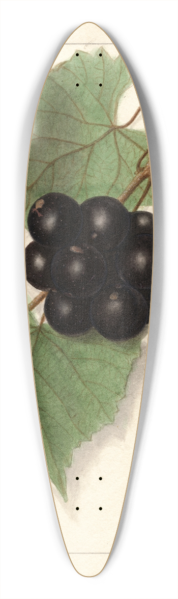 Ellen Isham Schutt - Vitis: Sugar Pulp 39.3 inch art pintail longboard deck