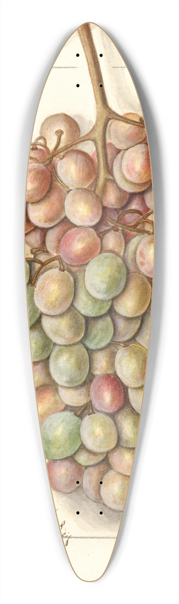Ellen Isham Schutt - Vitis: Teneron 39.3 inch art pintail longboard deck