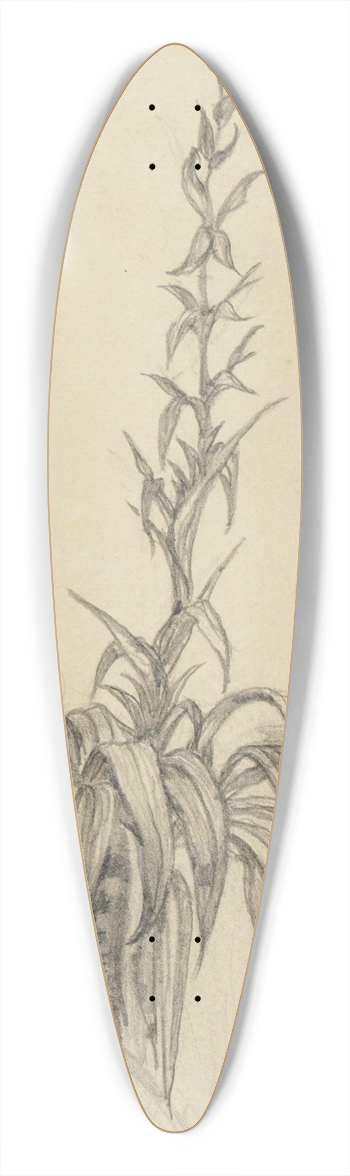 Ferdinand Keller - Pflanzenstudie am Ast I 39.3 inch art pintail longboard deck