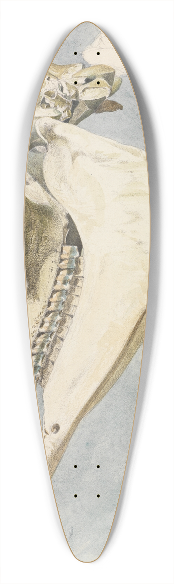 Ferdinand Keller - Studie eines Tierschdels 39.3 inch art pintail longboard deck
