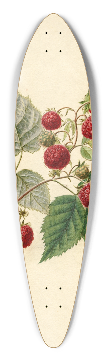 Frank Muller - Rubus: Rancocas 39.3 inch art pintail longboard deck