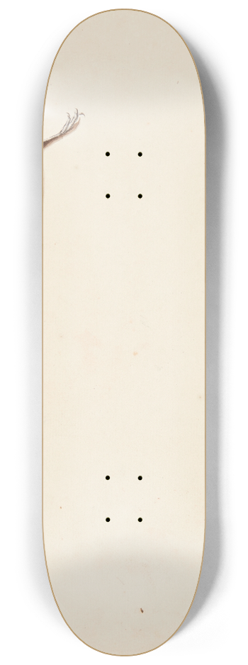 Johanna Fosie - Studie af dd musvit 8.25 inch art skate deck
