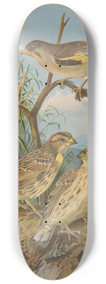 Johann Friedrich Naumann - Chloris sinica, Passer petronius 8.25 inch art skate deck
