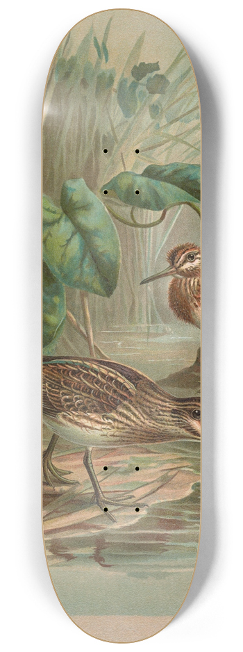 Johann Friedrich Naumann - Gallinago gallinula 8.25 inch art skate deck