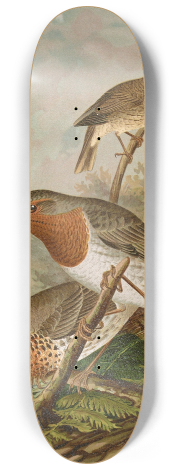 Johann Friedrich Naumann - Turdus ruficollis 8.25 inch art skate deck