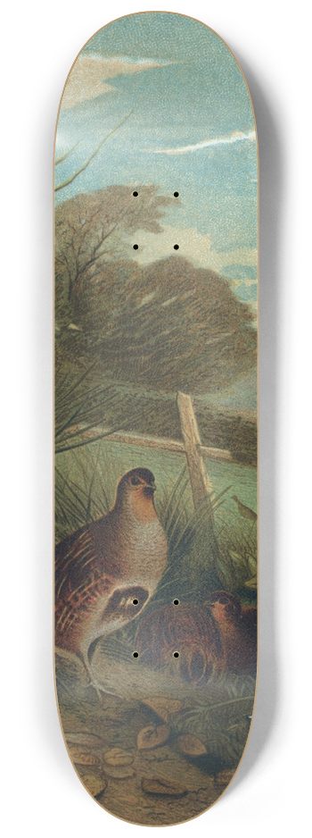 John George Wood - Partridge 8.25 inch art skate deck