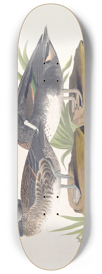 John James Audubon - American green winged teal 8.25 inch art skate deck