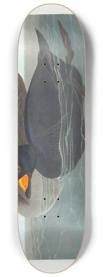 John James Audubon - American scoter duck 8.25 inch art skate deck
